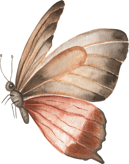 Brown butterfly watercolor. Vintage illustration